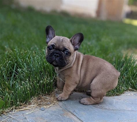 french bulldog for sale sacramento ca|kingmont french bulldogs.